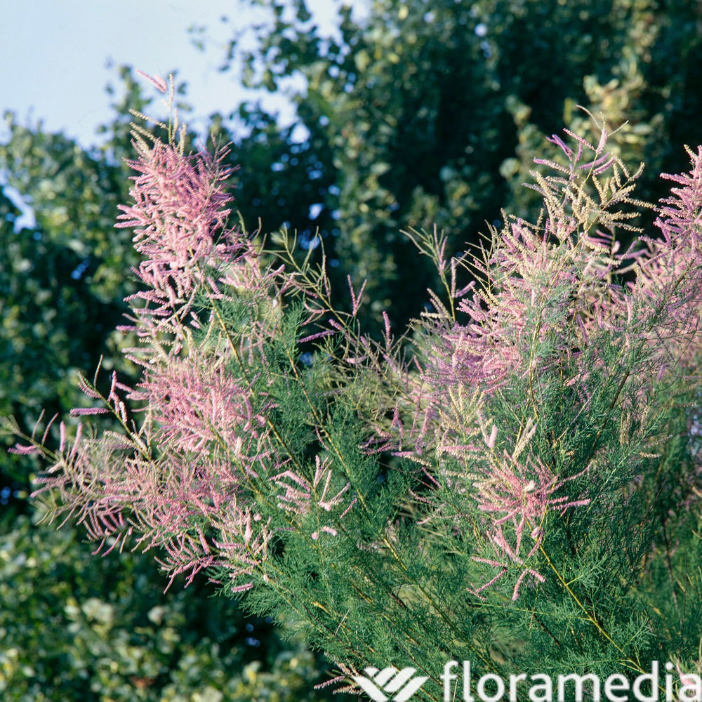 Tamarix 'Pink Cascade' : pot de 3 L