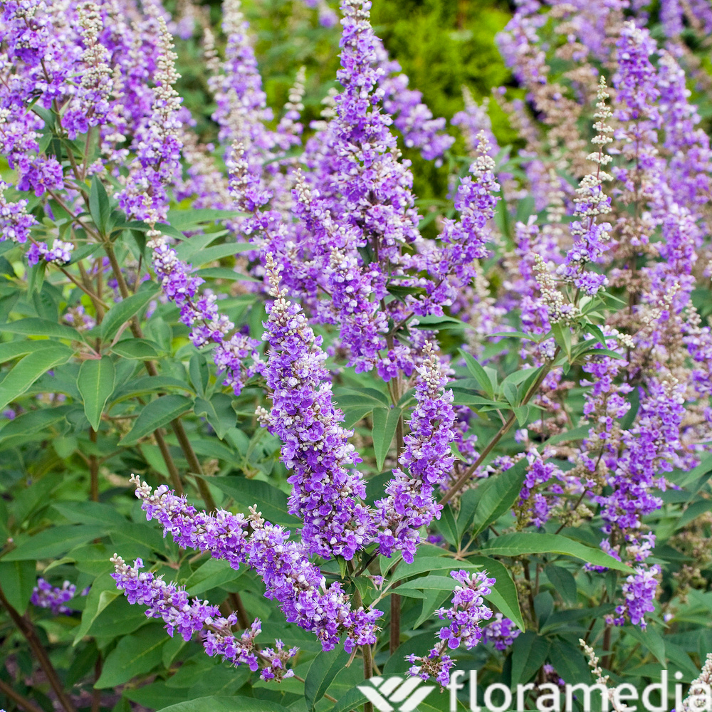 Vitex agnus-castus : pot de 3 L