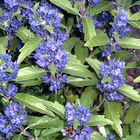 Caryopteris clandonensis 'Grand Bleu' ® : pot de 3 L