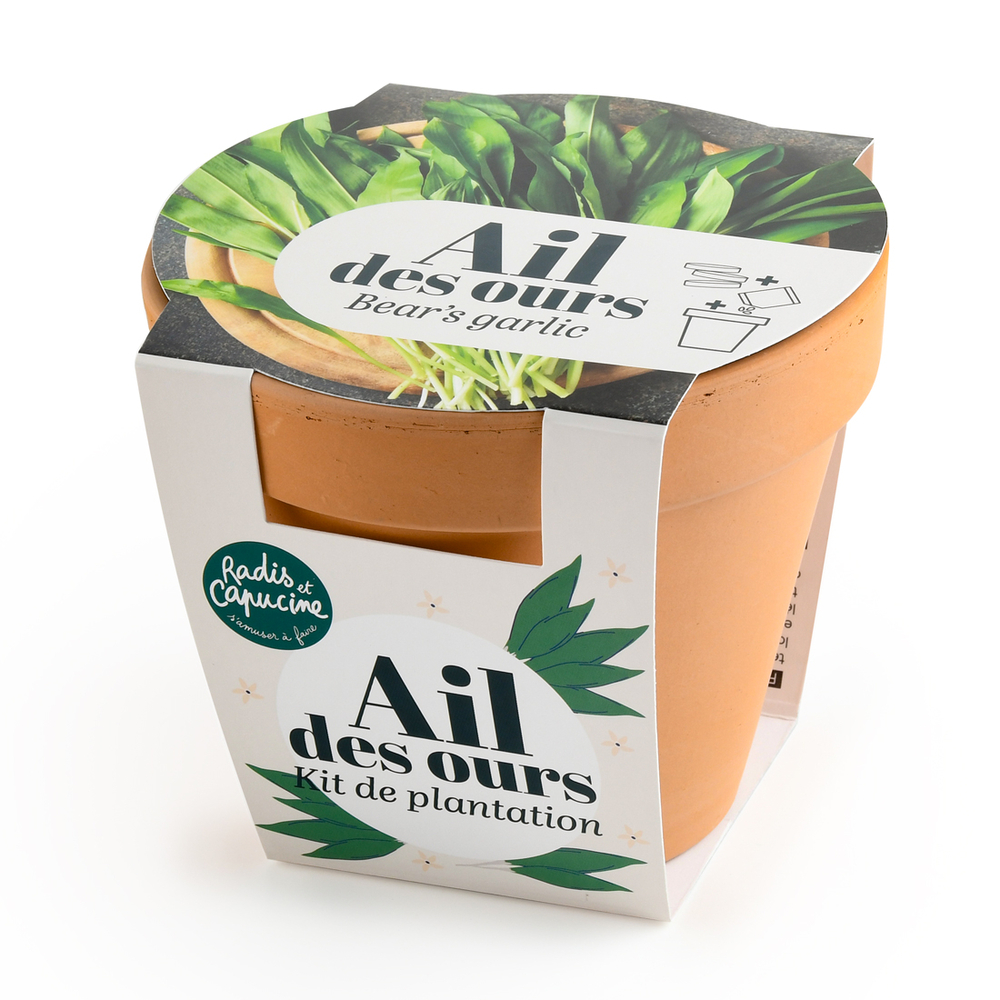 Kit de plantation, pot en terre cuite d'Ail des ours