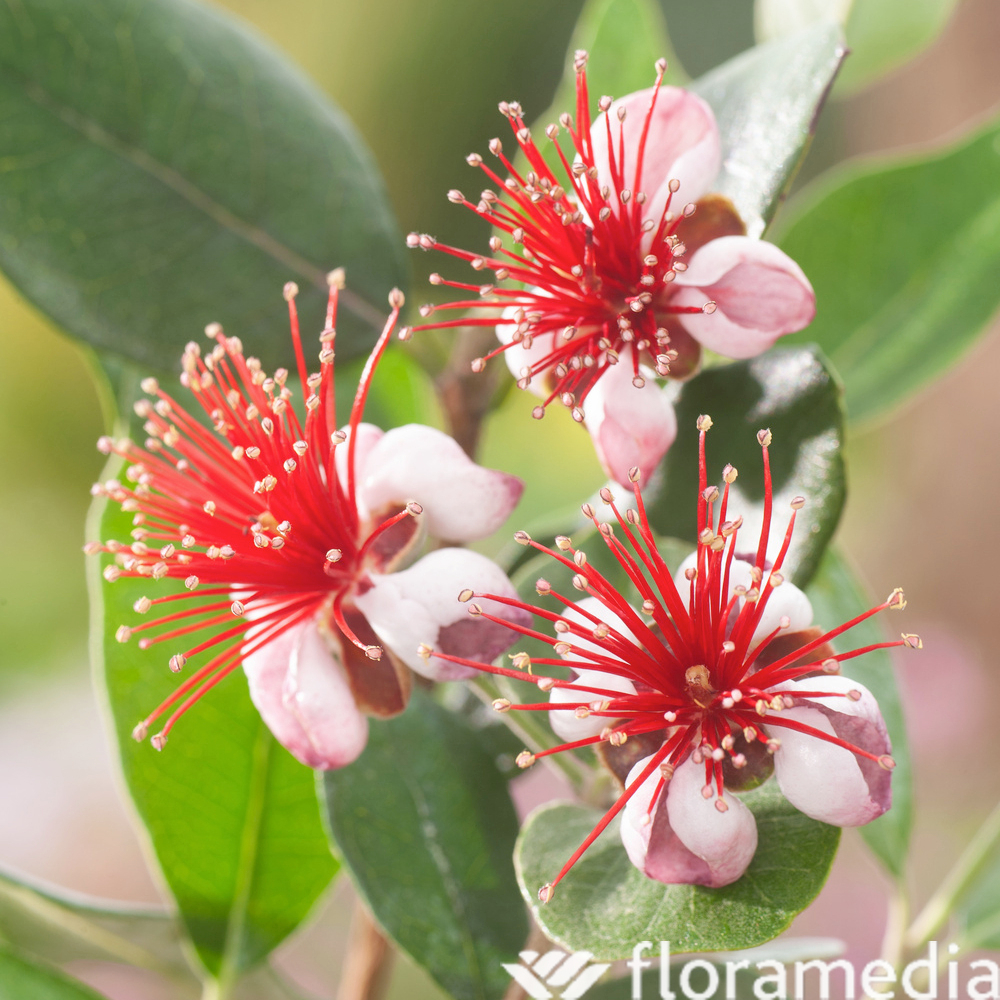 Feijoa sellowiana 'Triumph':pot 4L