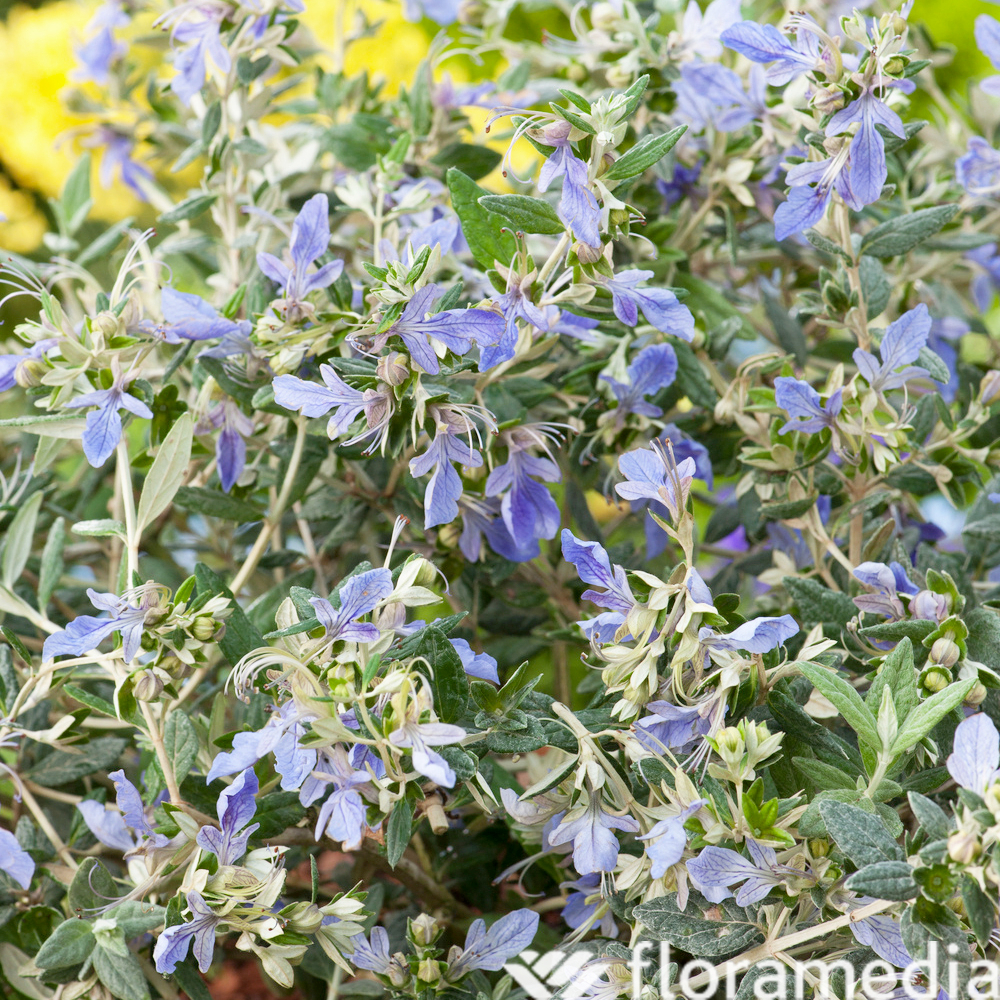 Teucrium fruticans : pot de 3 L