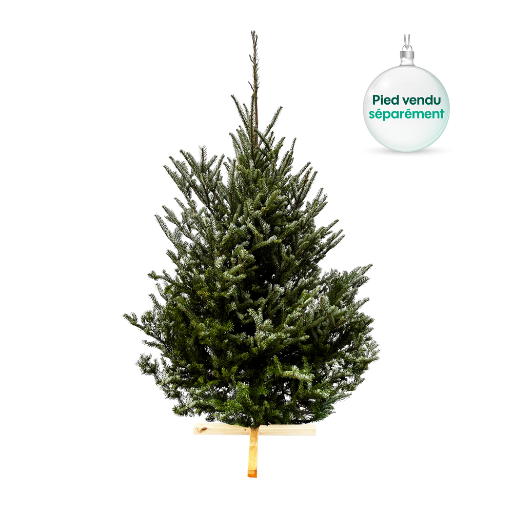 Sapin de Noël naturel Abies fraseri coupé - H150/175 cm