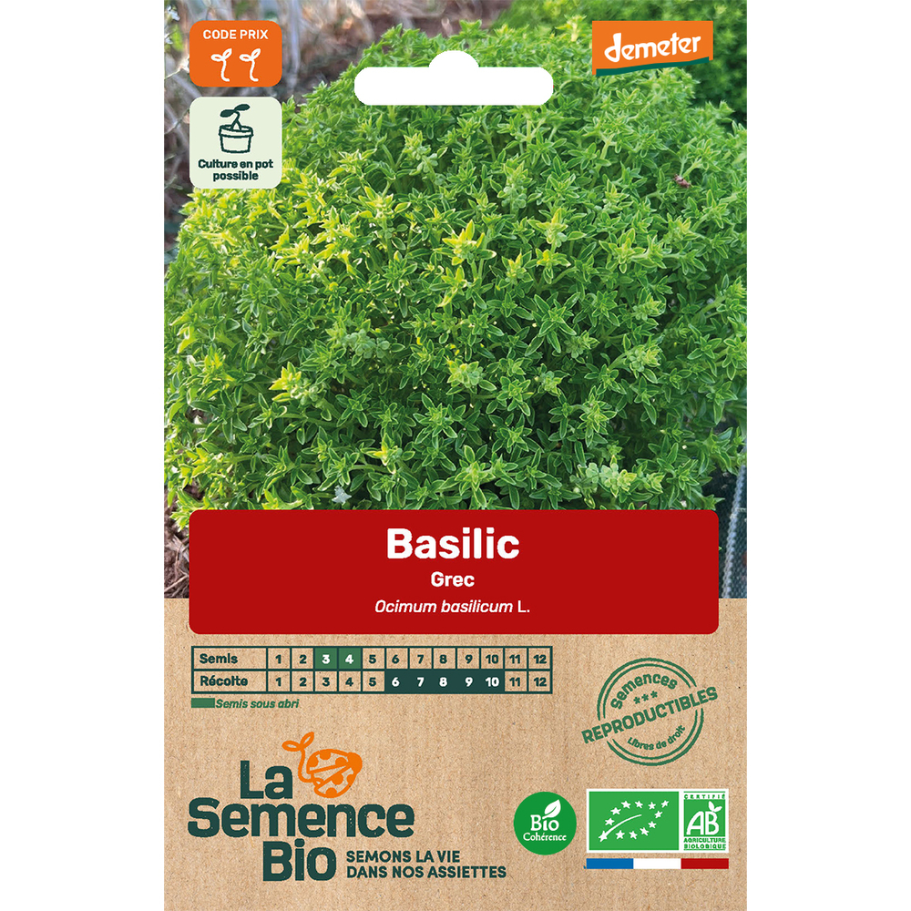 Graines aromatiques bio : basilic grec