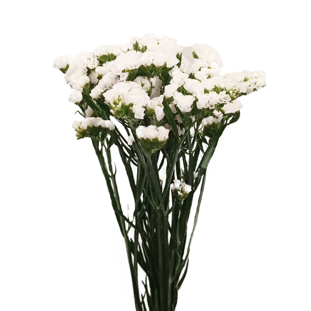 Botte 5 statices H.50cm