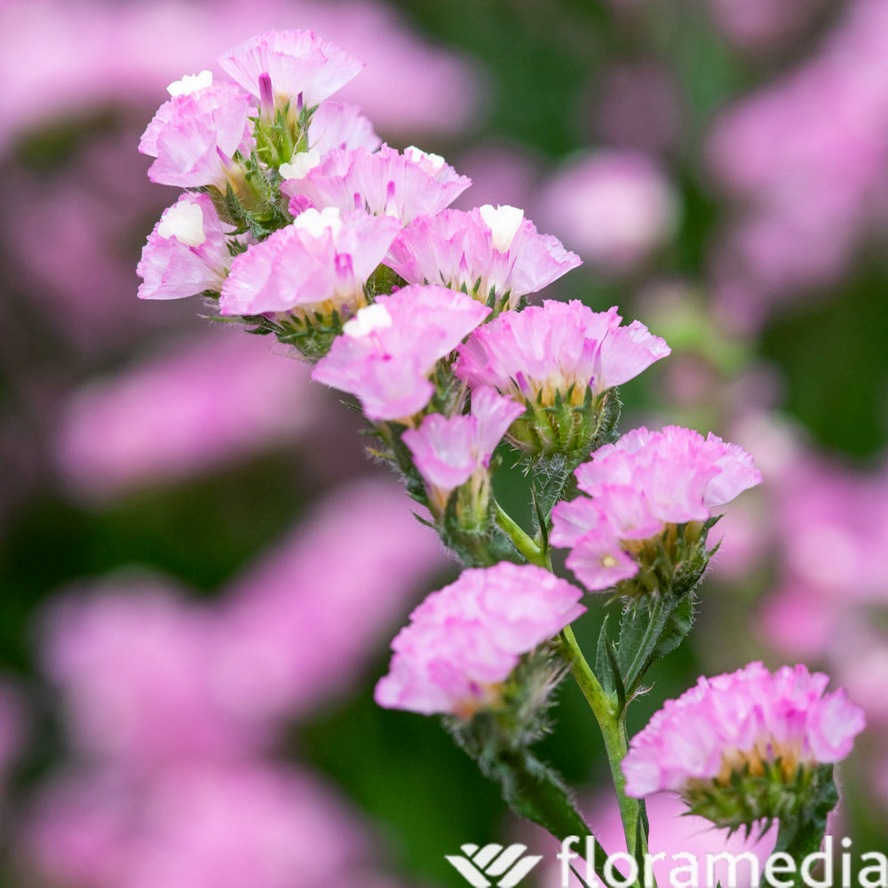 Botte 5 limoniums roses H.70 cm