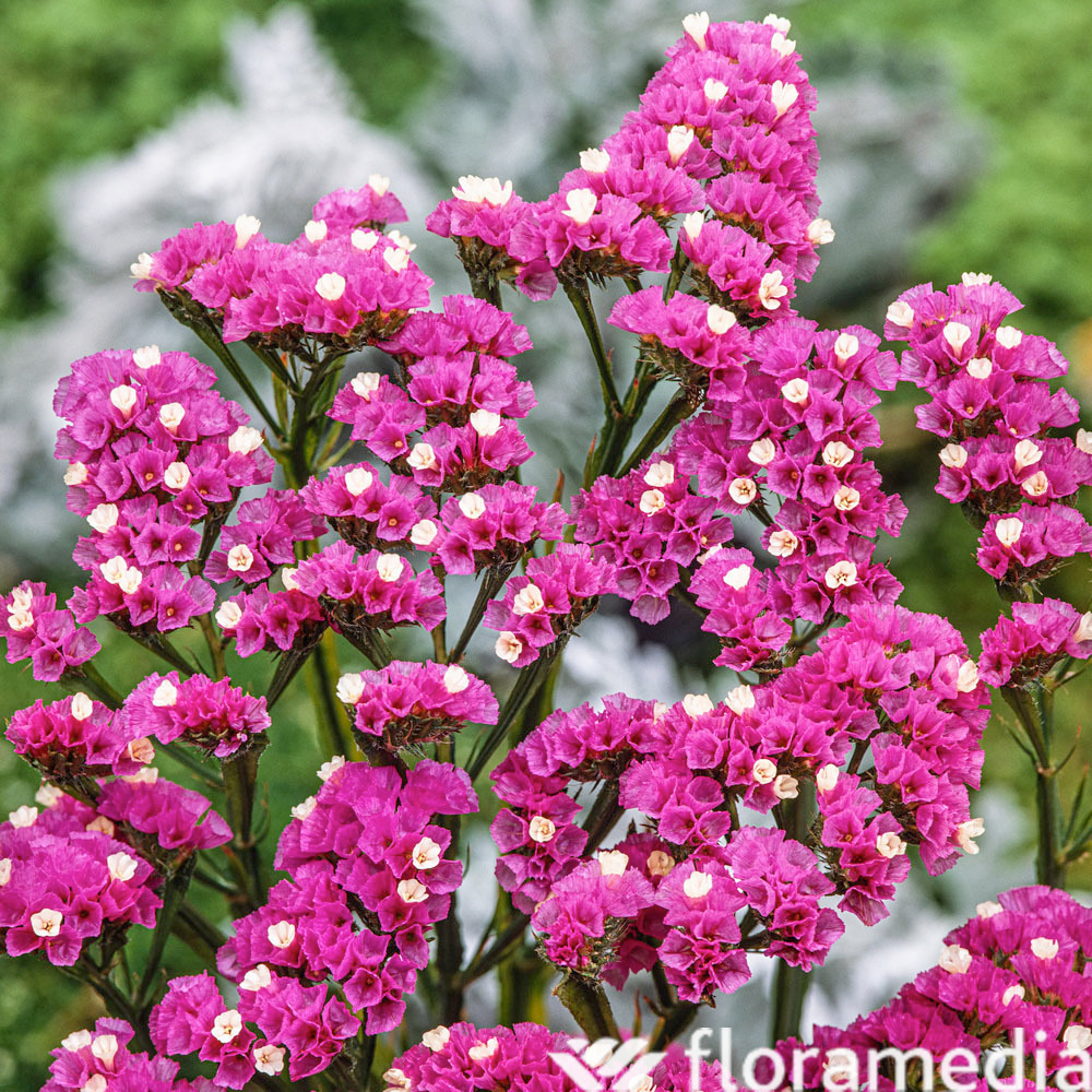 Botte 5 limoniums fushia H.70 cm