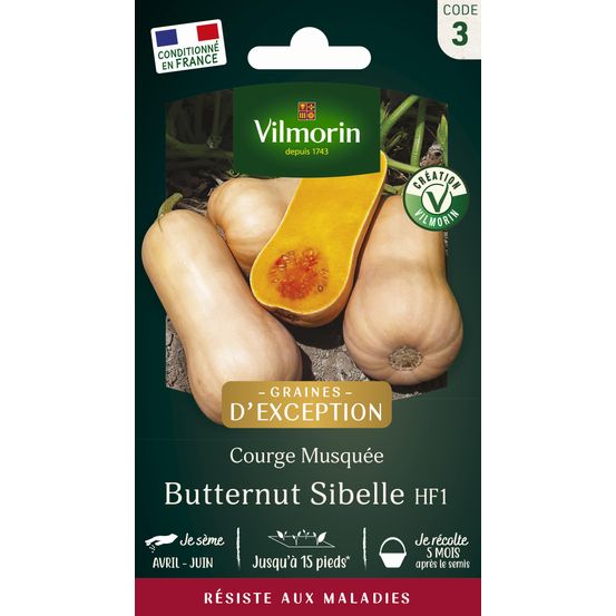 Courge Musquée Butternut Sibelle HF1