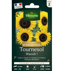 Tournesol Waooh! Graines d'exception