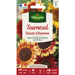 Tournesol Beauté d'Automne