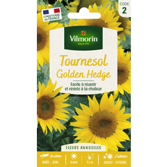 Tournesol Golden Hedge