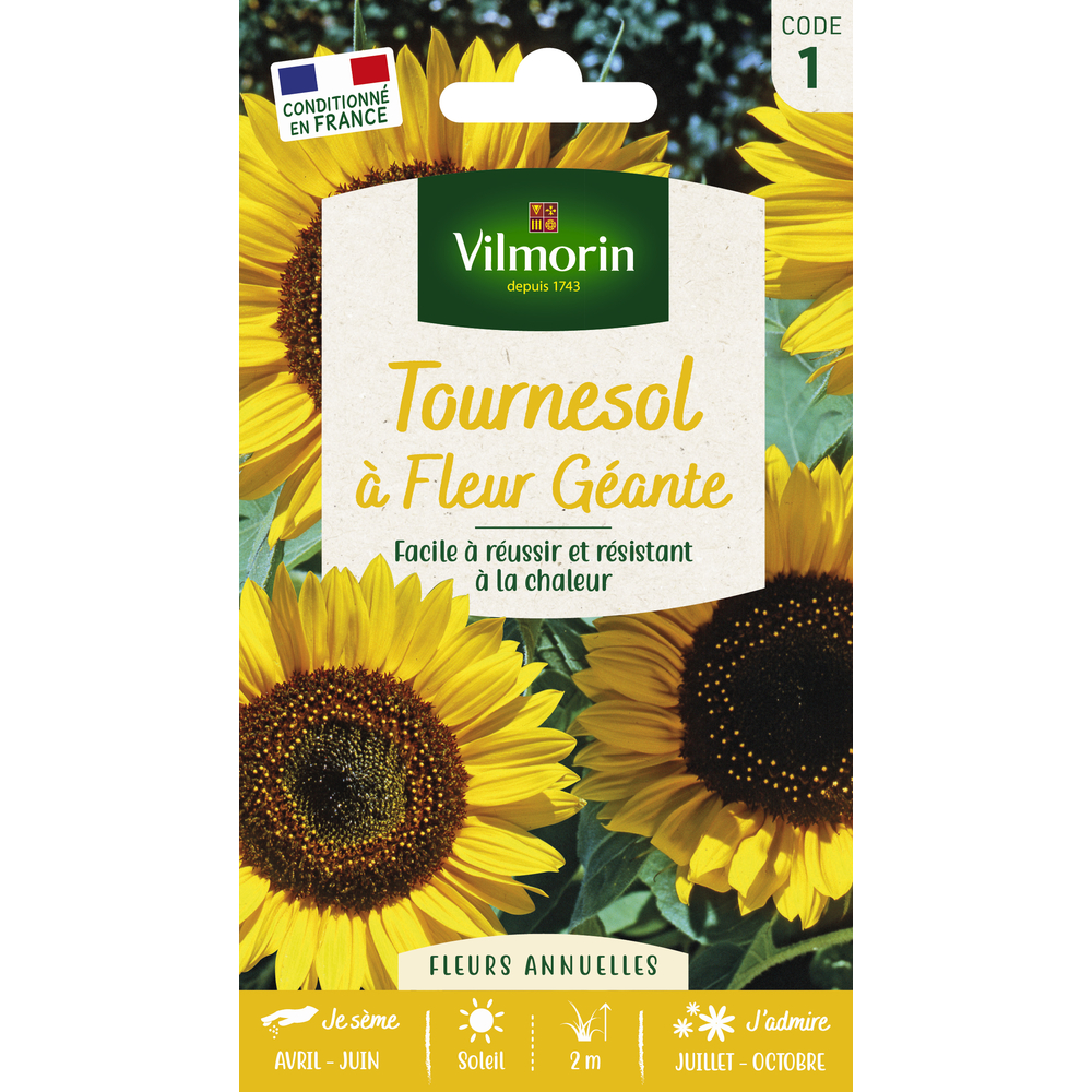 Tournesol à Fleur Géante
