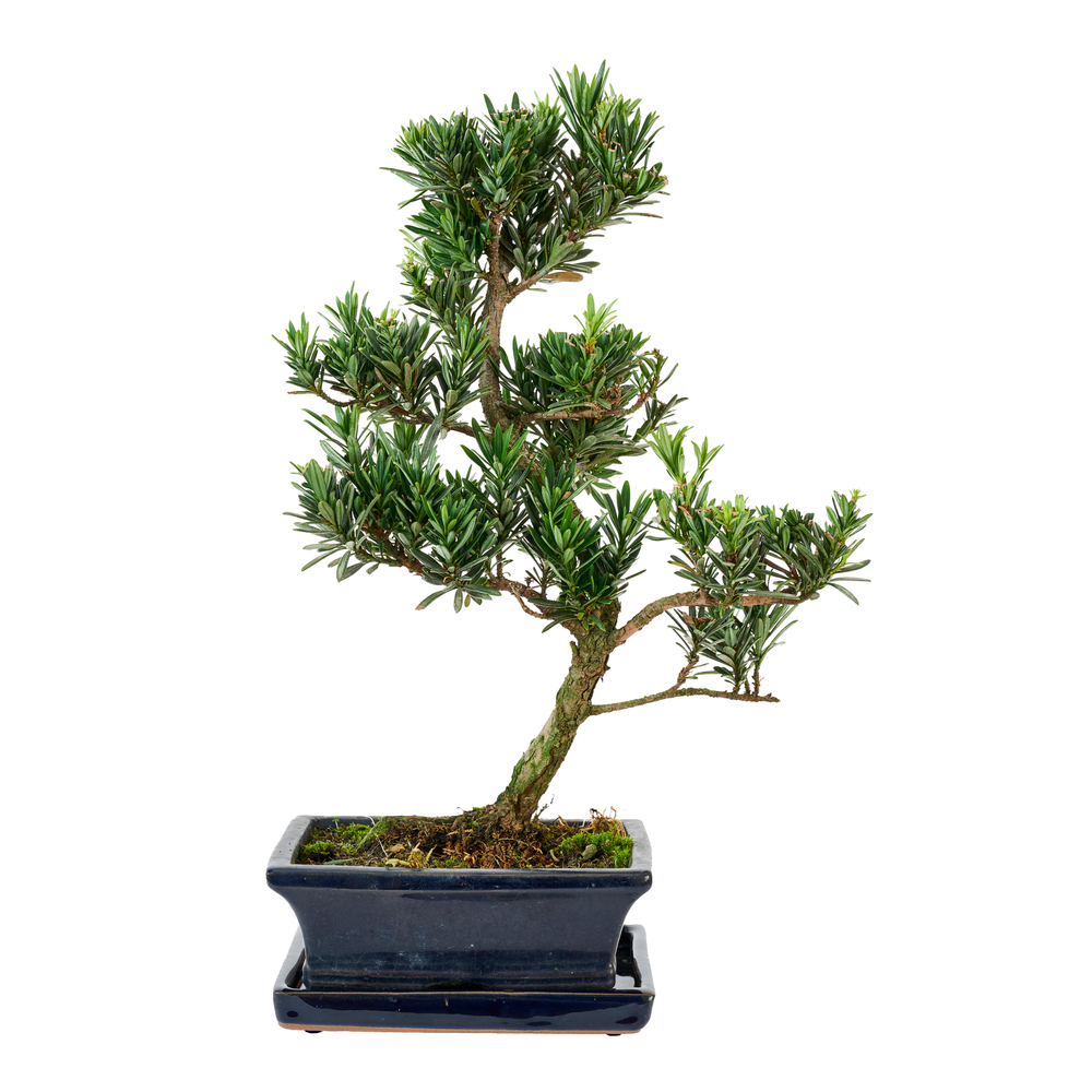 Bonsaï Mix avec soucoupe, 6 ans