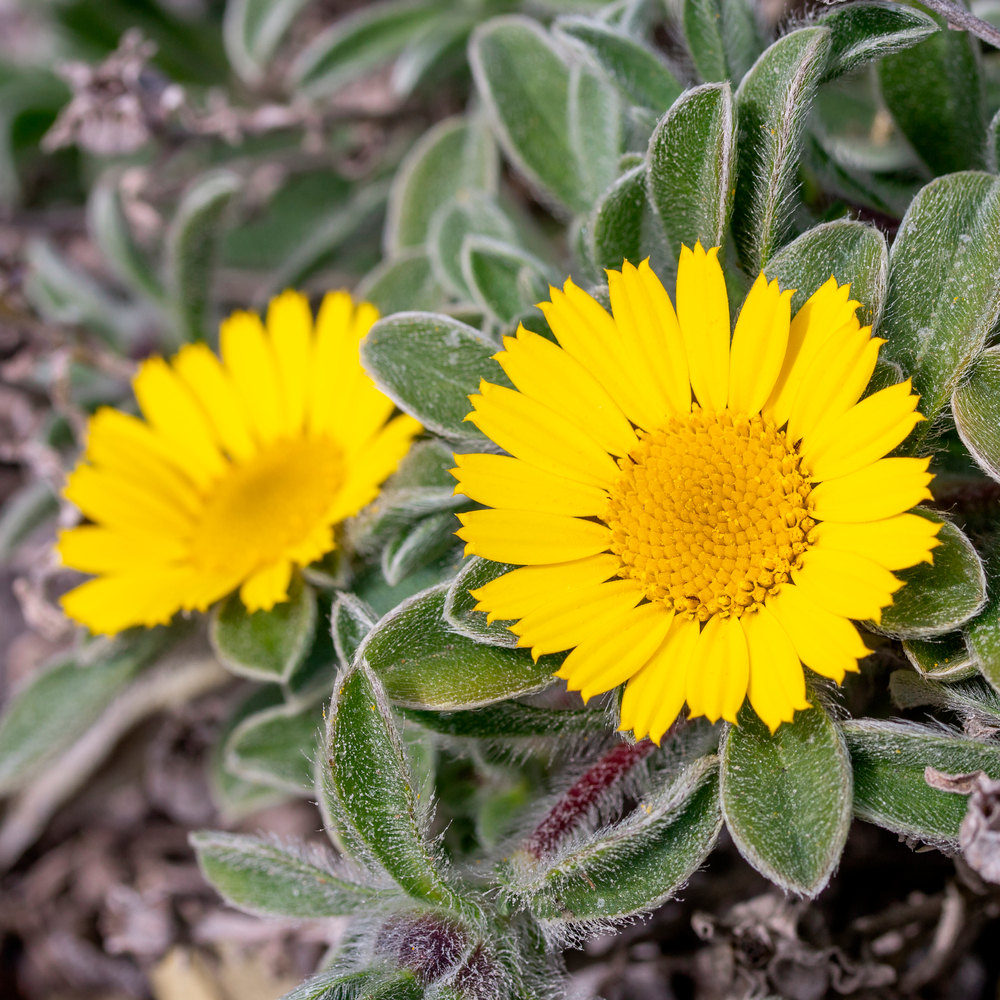 Astérolide Aurelia Gold 'Asmago' : Pot 1L