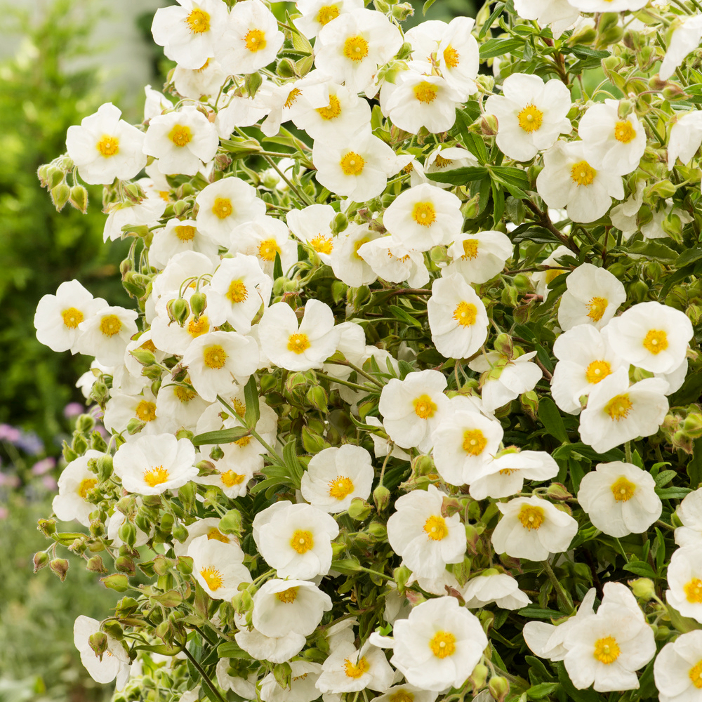 Ciste hérissé - Pot 1L