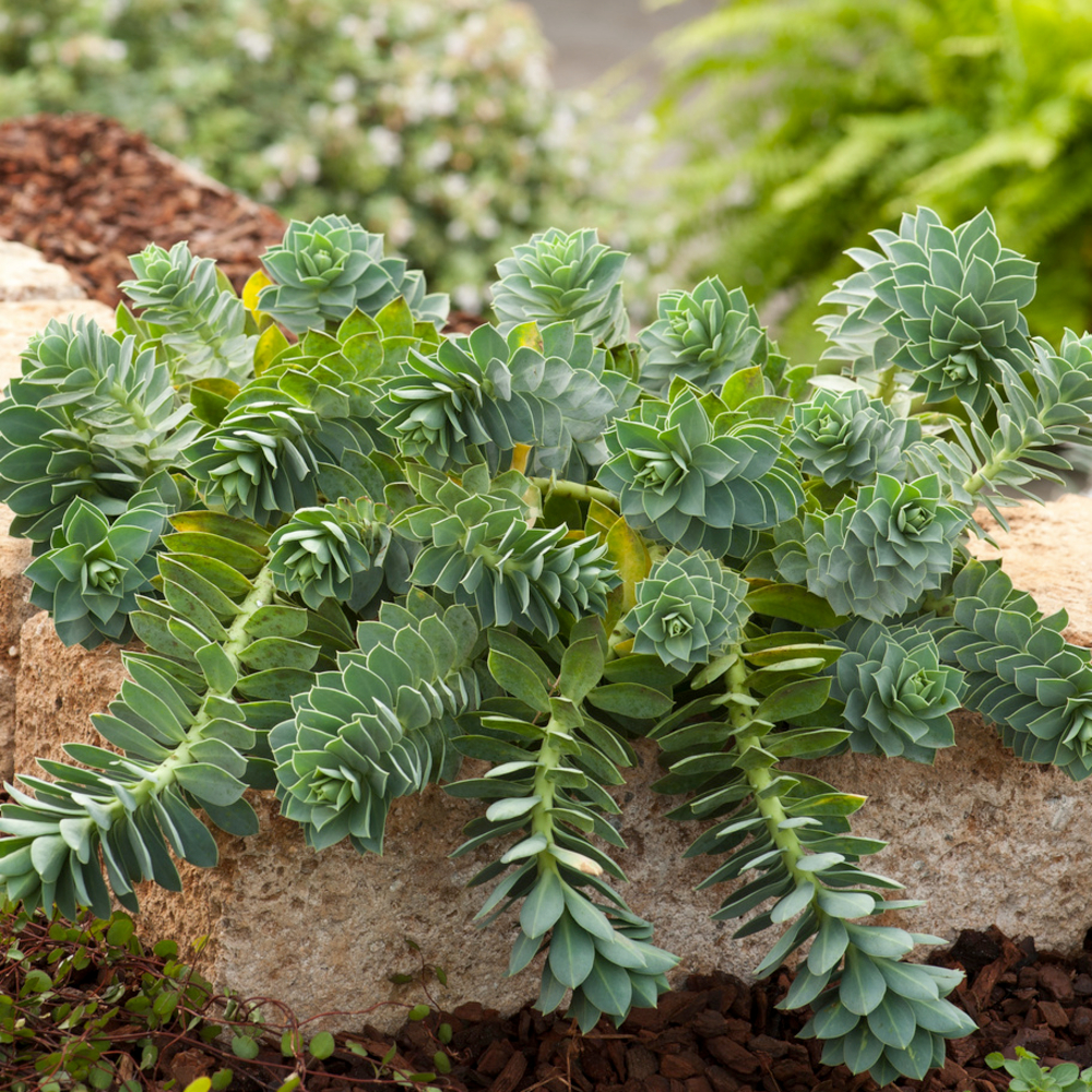 Euphorbe de 'Corse' : pot de 1L