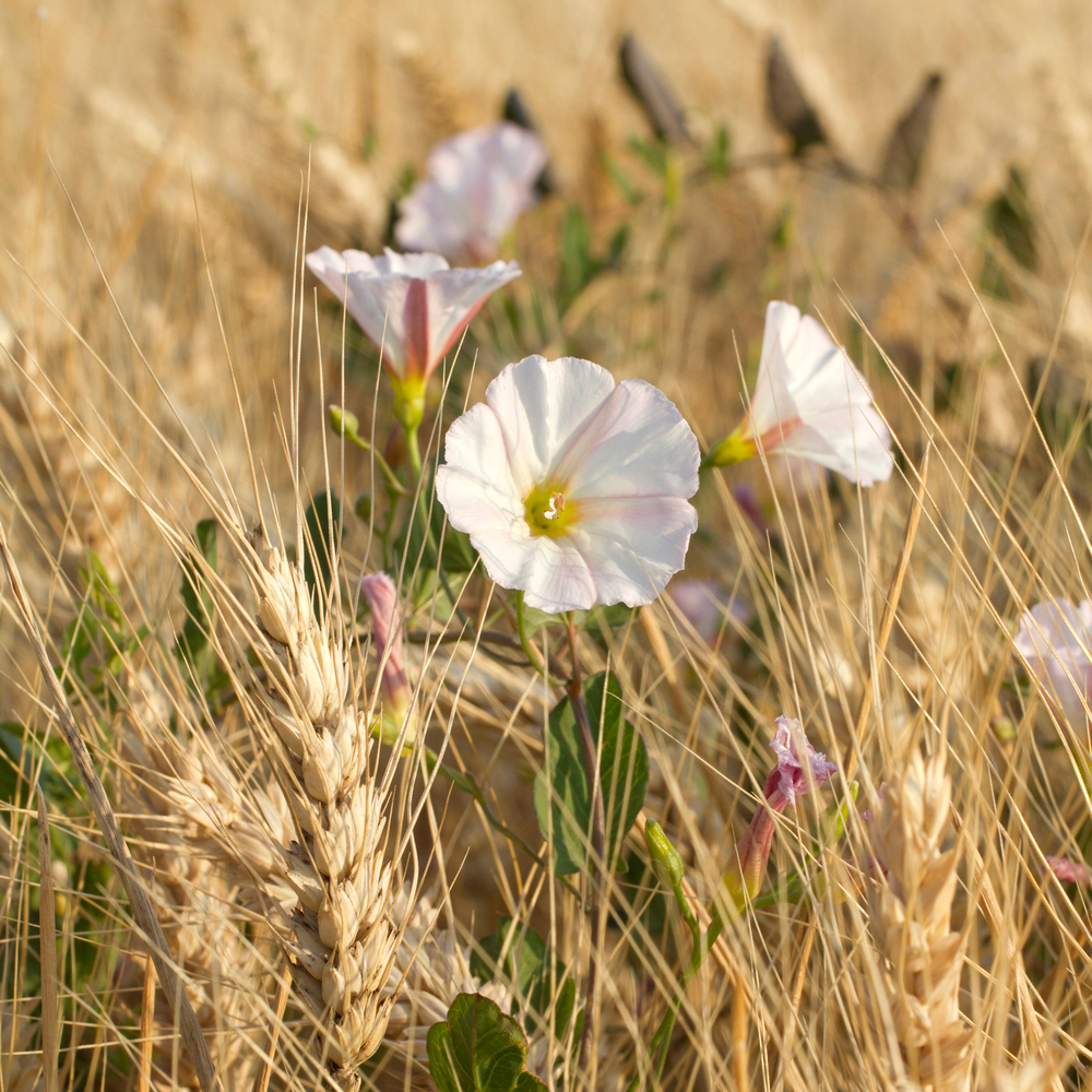 Liseron camélée : pot 1L
