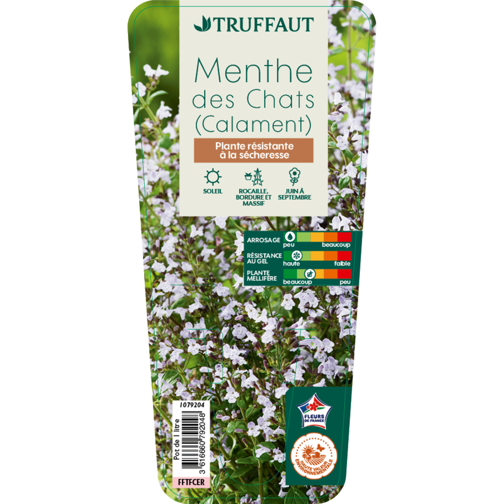 Plant de menthe des chats : pot de 1 L