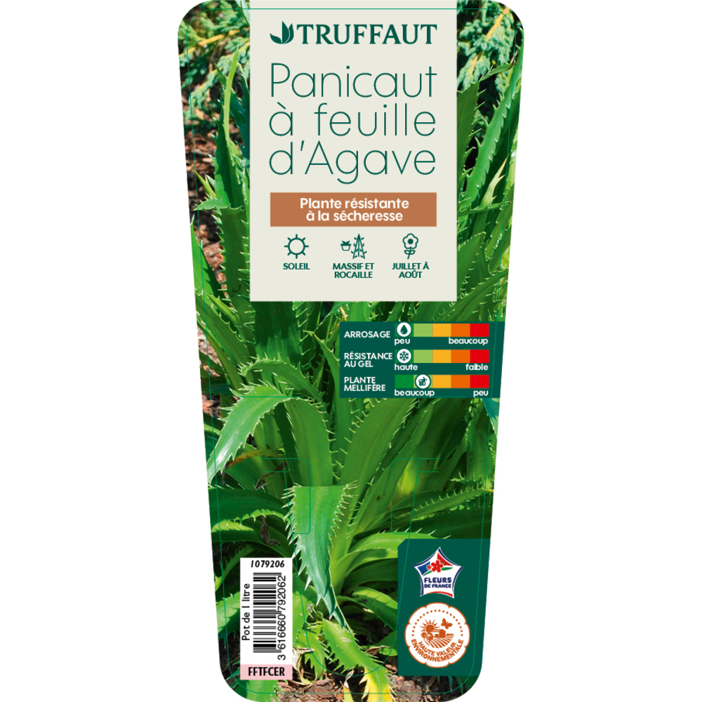 Panicaut à feuille d'agave : pot 1L