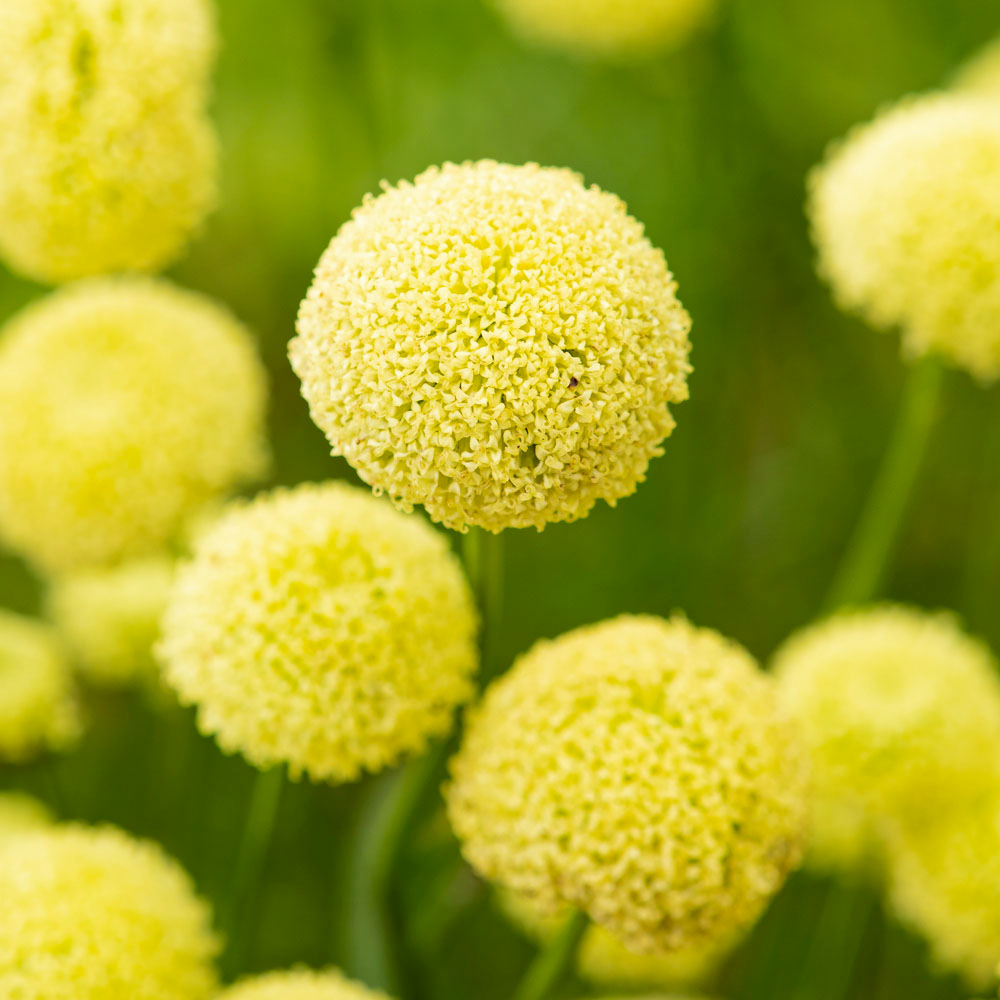 Santolina : pot de 1L