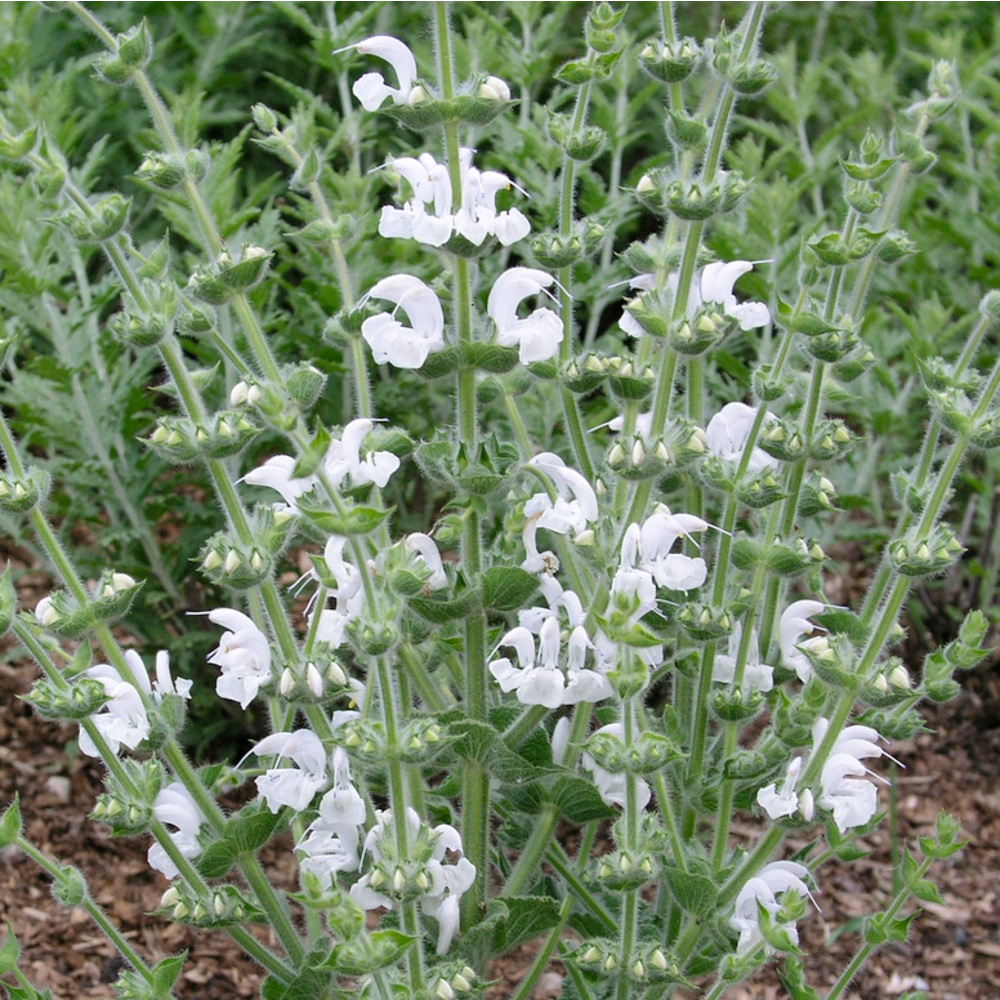 Sauge argentée : pot de 1L