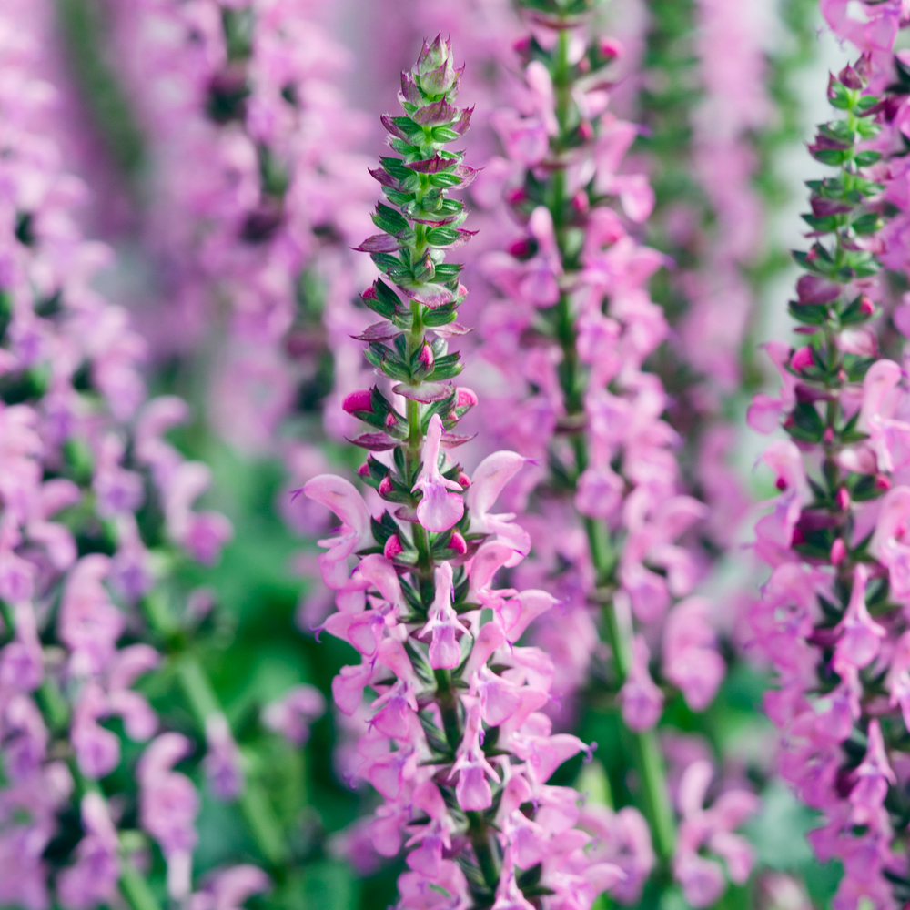 Sauge 'Compact Bright Rose':pot 2L BMG