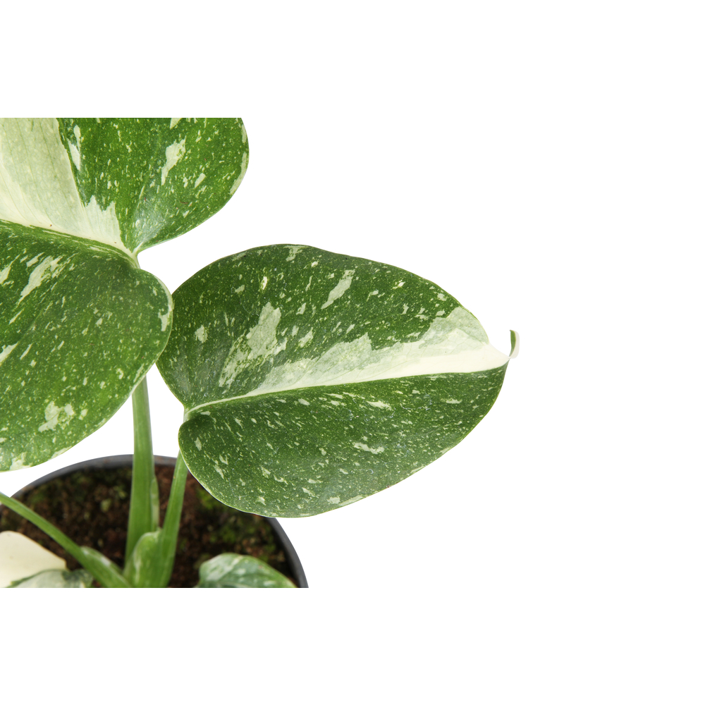 Monstera Thaï constellation - Pot D 12cm