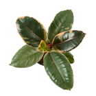 Ficus elastica 'Ruby' - Pot D 9cm