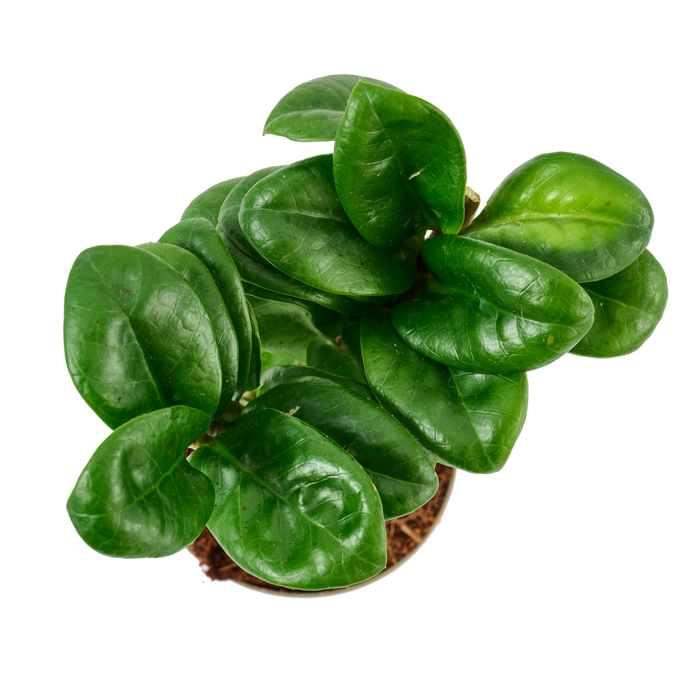 Zamioculcas 'Zenzi' - Pot 9cm