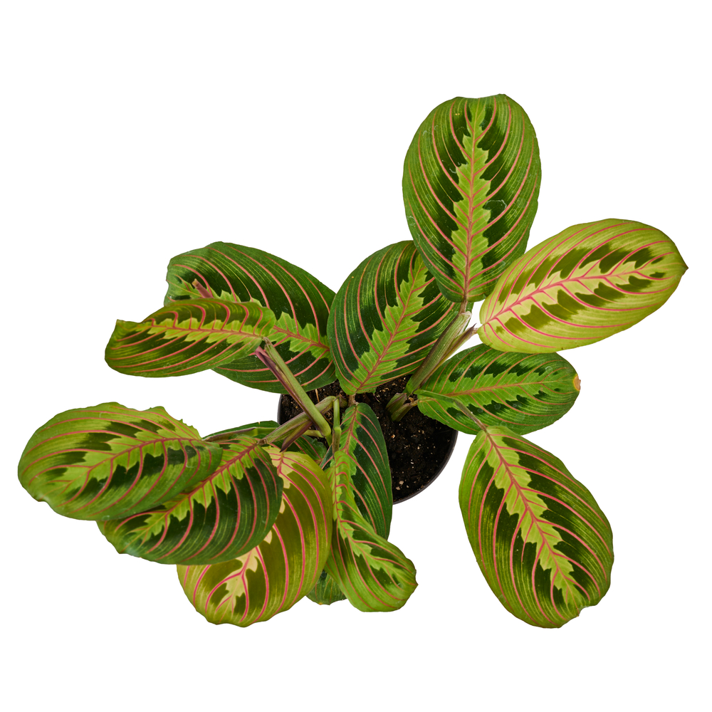 Maranta leuconeura 'Red Stripe'- Pot D 12cm
