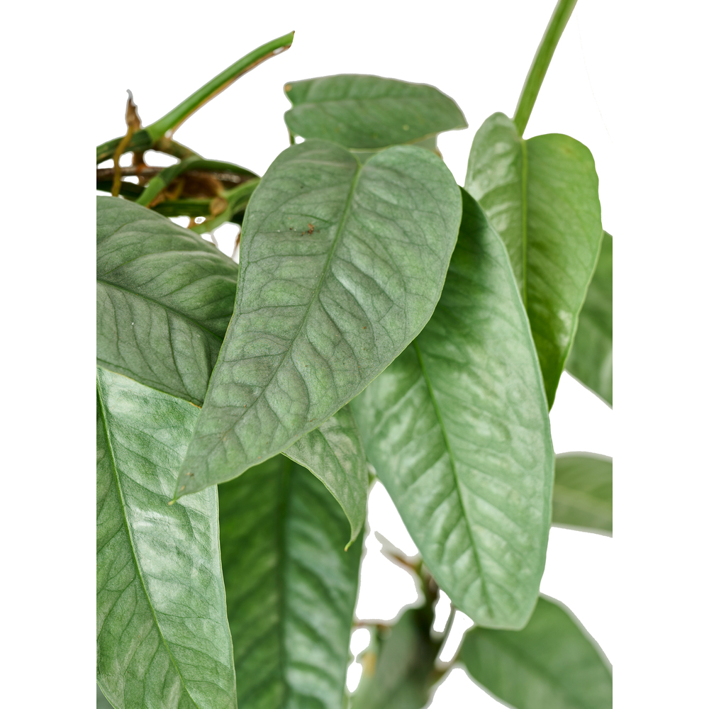 Epipremnum 'Cebu Blue' Arceau - Pot D 13cm