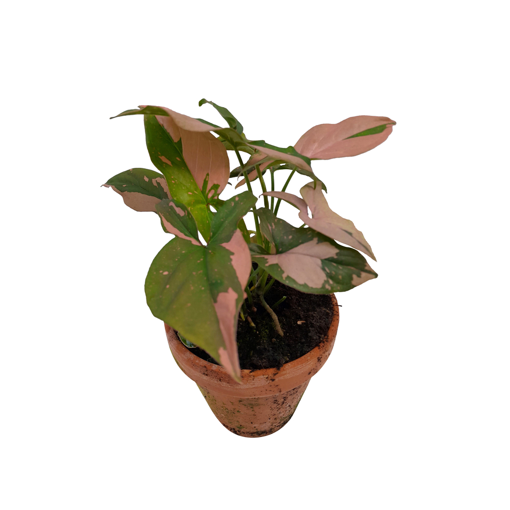 Syngonium 'Pink Splash':H 25 cm pot D12 cm 