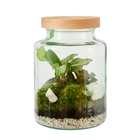 Terrarium avec 2 plantes vertes : pot de D. 15 cm - H. 20cm