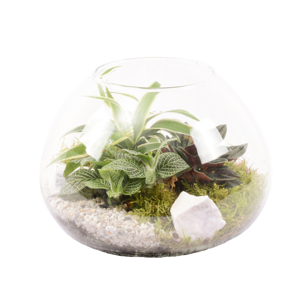 Terrarium de 3 plantes - D.20cm/H.15cm