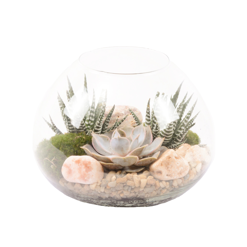 3 plantes succulentes - terrarium ouvert de D.20cm/H.15cm