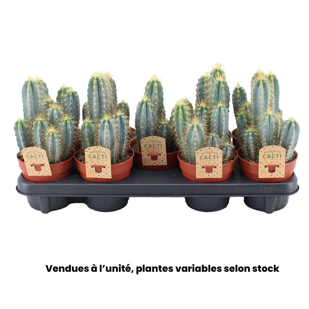 Pilosocereus azureus - Pot D12cm - H 20cm