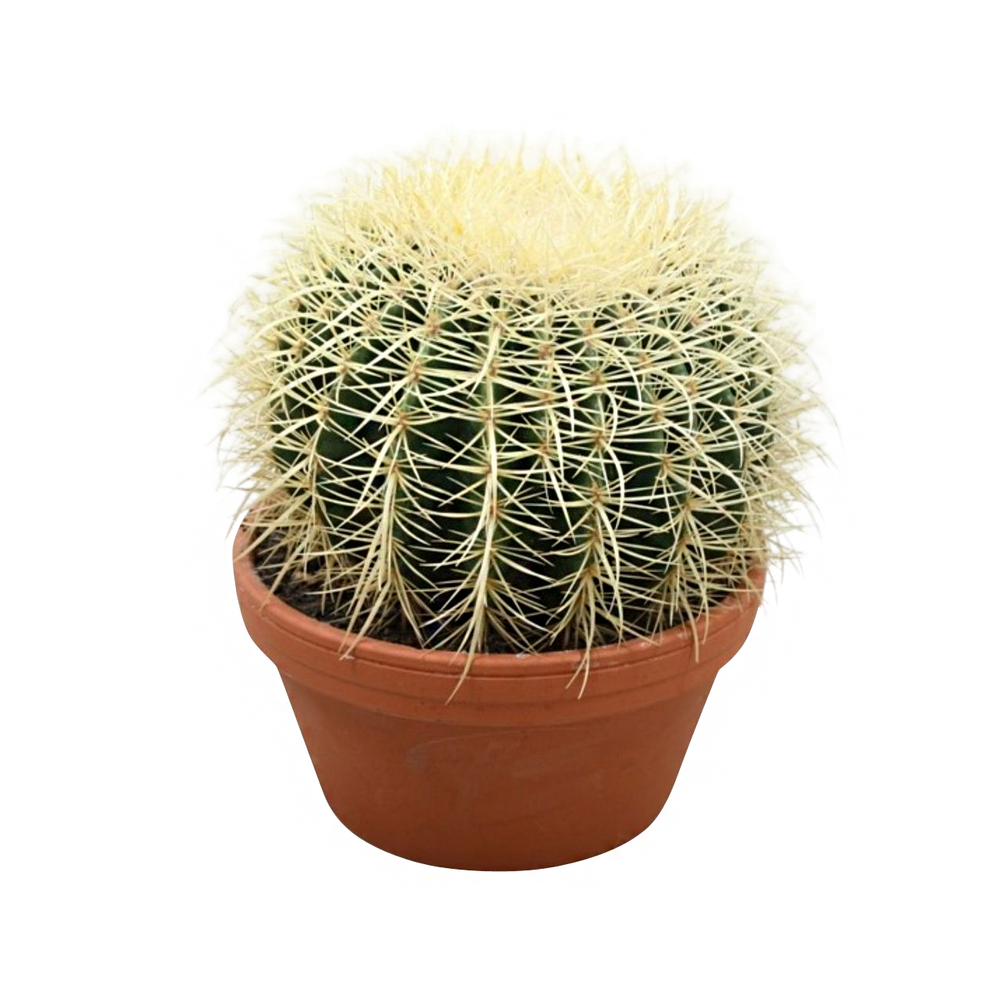Echinocactus grusonii- Pot terre cuite D 20 cm - H 22cm