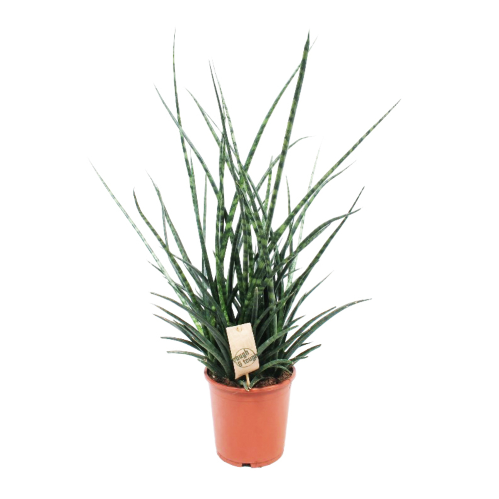 Sansevieria 'Fernwood Punk' : H 65 cm pot D17 cm