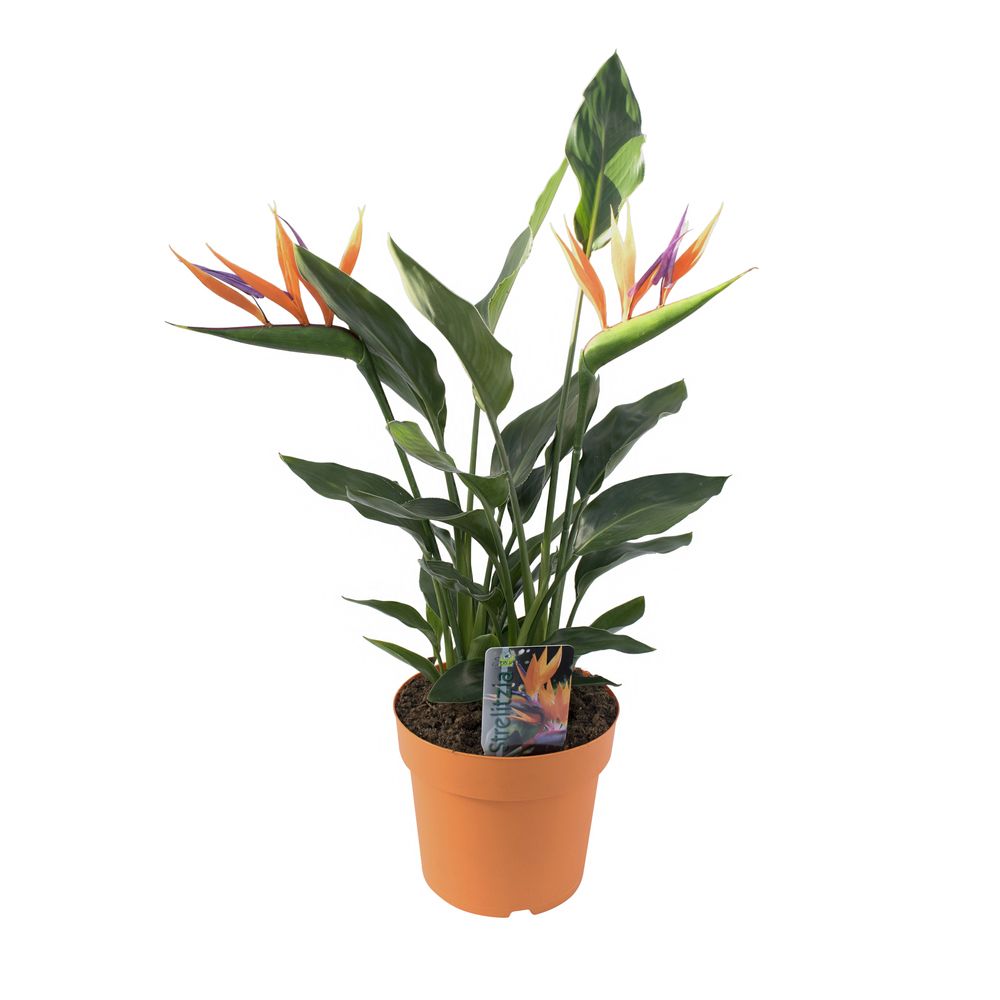 Strelitzia reginae:H 55 cm pot D17 cm