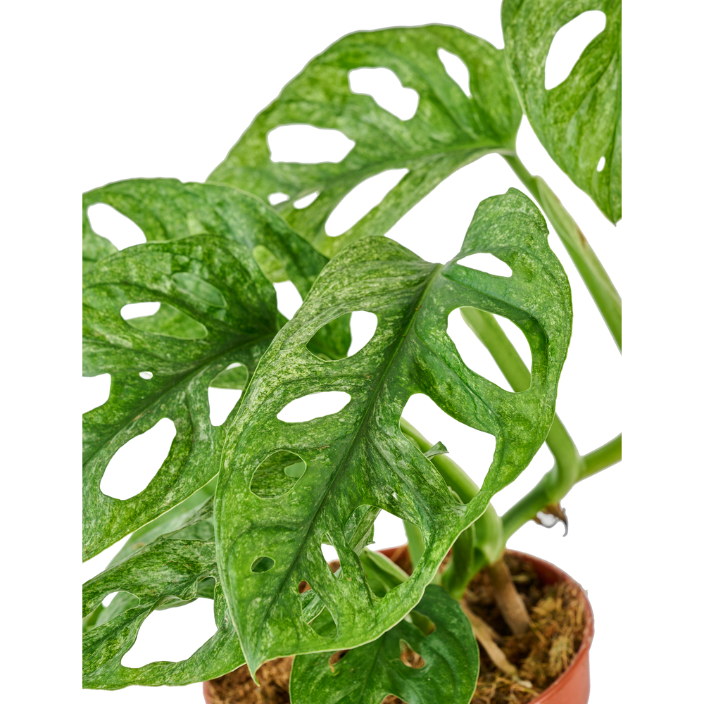 Philodendron monstera : pot de D. 12cm - H. 25 cm