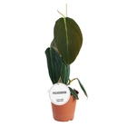 Philodendron Gigas : Pot D.12cm - H. 30cm