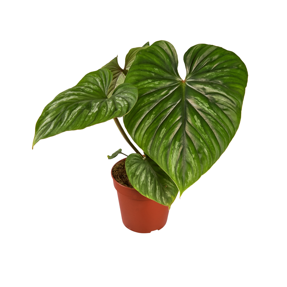 Philodendron plowmanii:H 55 cm pot D15 cm 