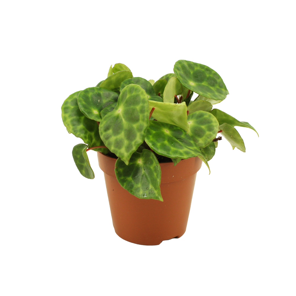 Begonia kingiana - Pot D12cm