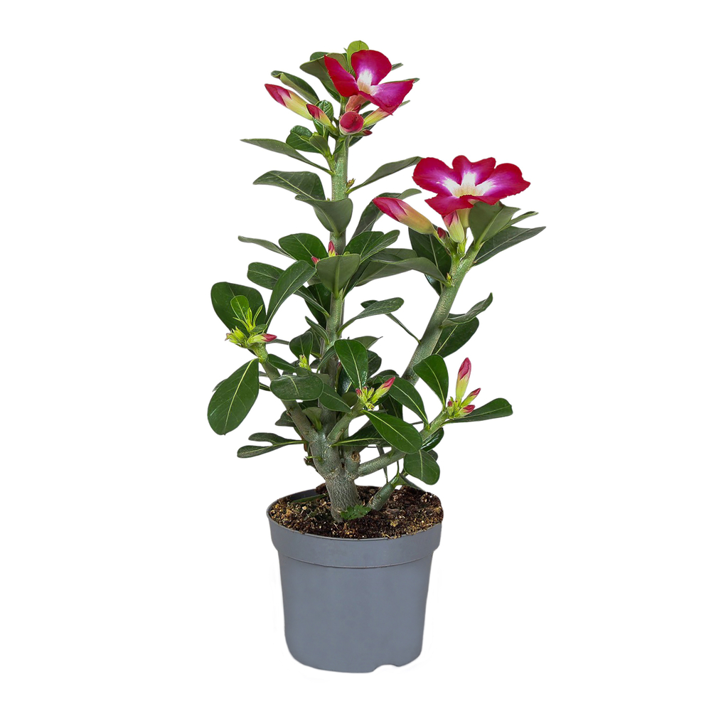 Adenium obesum 'Pink Star' - Pot D 13cm - H 30/40