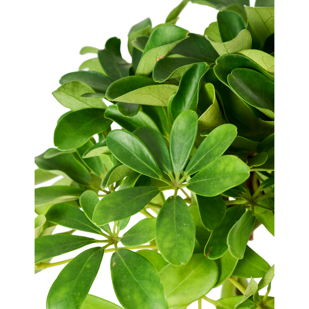 Schefflera compacta : pot D17cm - H. 60/80 cm