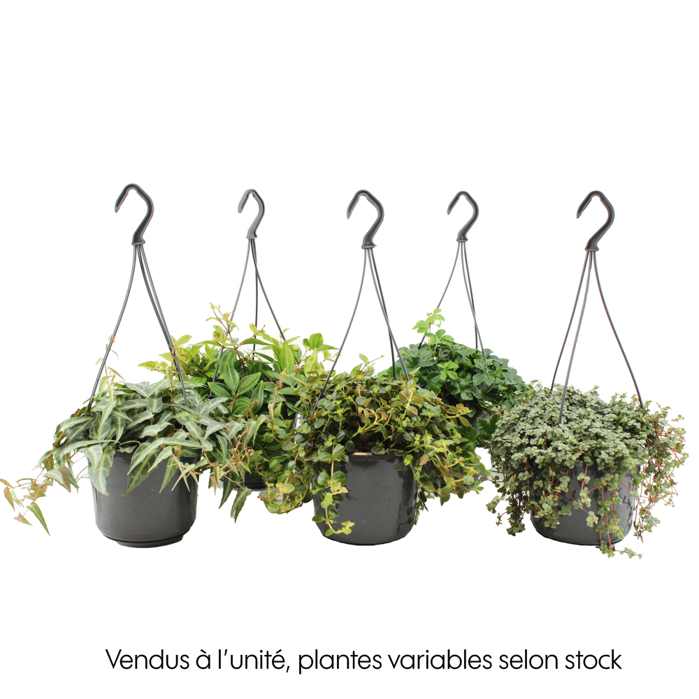 Tradescantia mix : suspension D. 15CM - H.30 cm