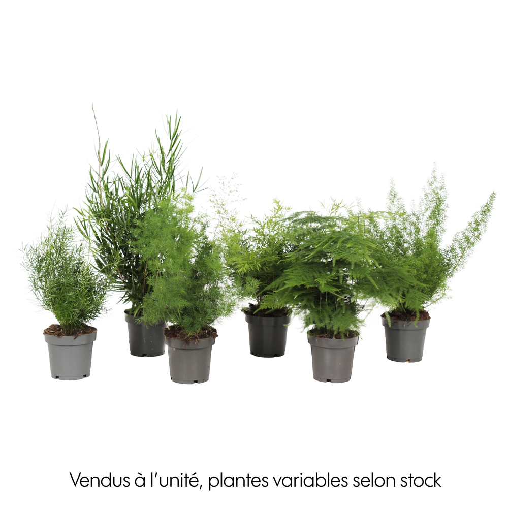 Asparagus mix : pot de D.12cm - H.30cm