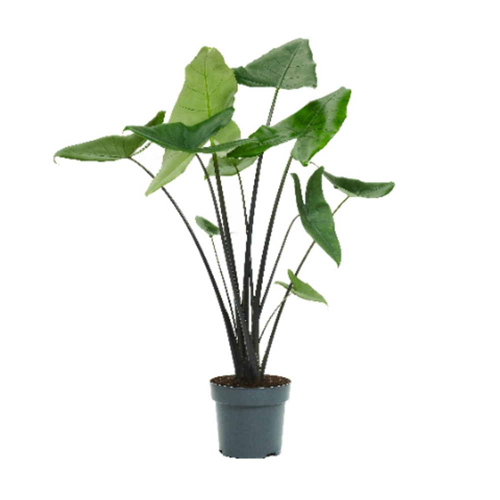 Alocasia 'Black Zebrina'- Pot D24cm