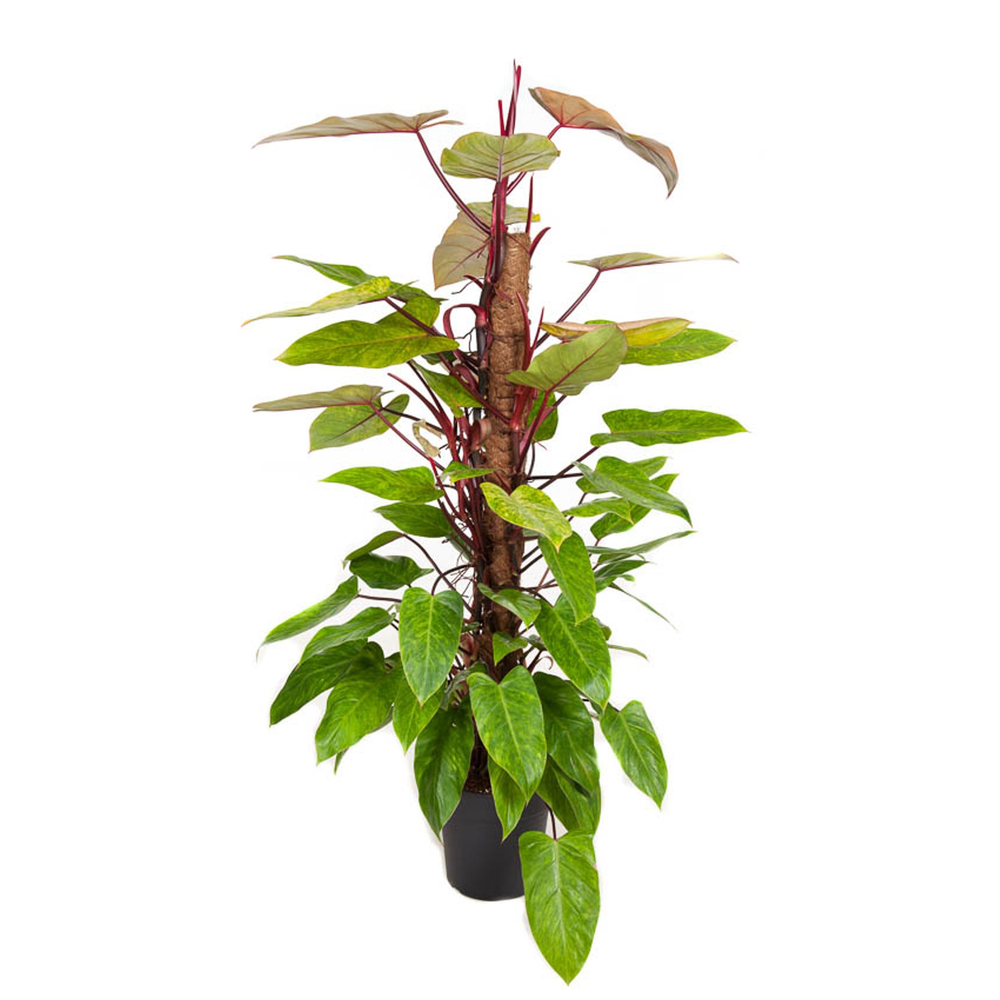 Philodendron 'Painted Lady':H 120 cm pot D24 cm 