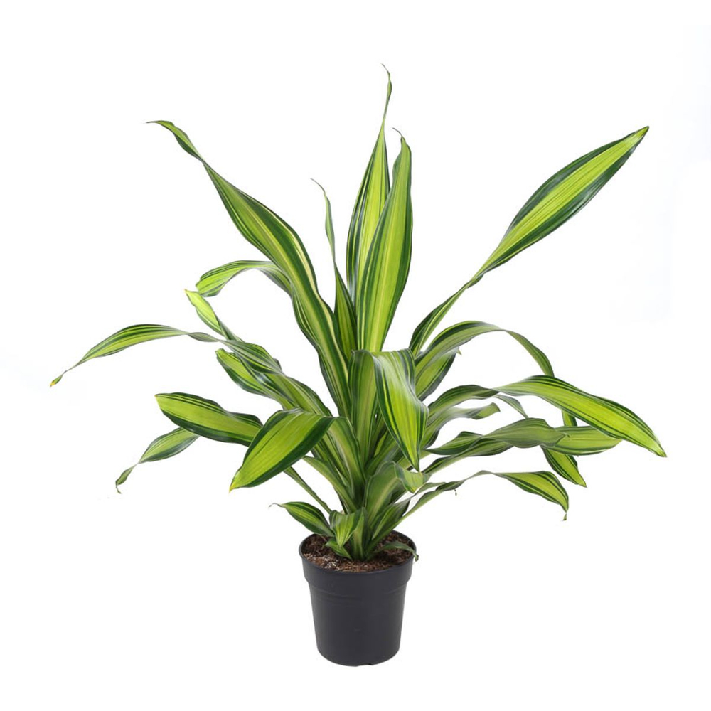 Dracaena 'Charley' - Pot D24cm